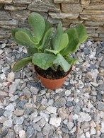 Arborescens 10