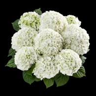 Hortensja Bianco 