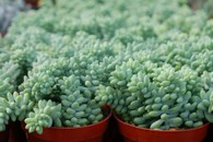 Sedum burrito