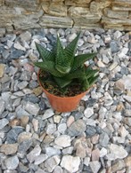 Limifolia 8,5