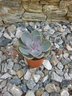 Perle von Nurnberg