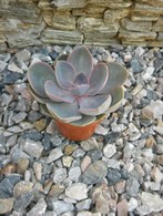 Perle von Nurnberg 8,5