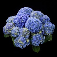 Hortensja Early Blue